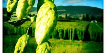 hop-harvest