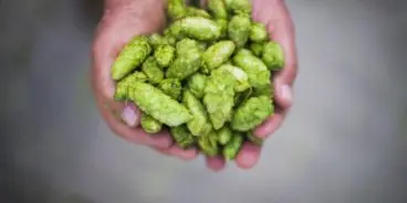 hands_holding_hops_01-1