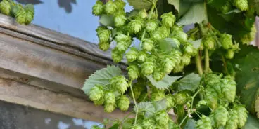 hop-harvest-green-hops-HPA