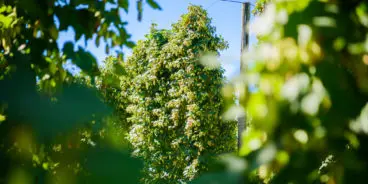 hopco-hops