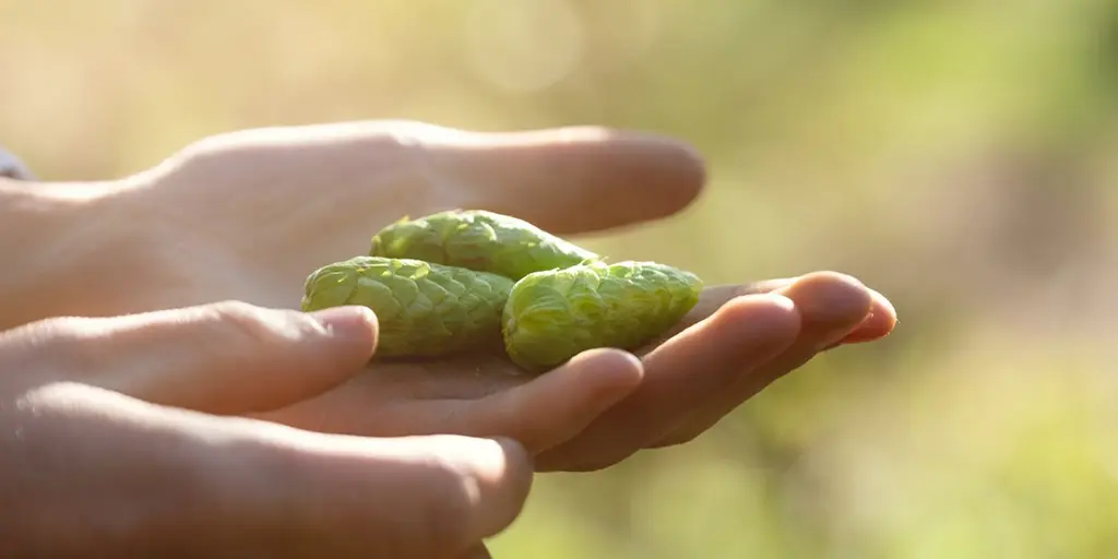 Eclipse hops